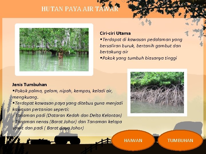 HUTAN PAYA AIR TAWAR Ciri-ciri Utama §Terdapat di kawasan pedalaman yang bersaliran buruk, bertanih