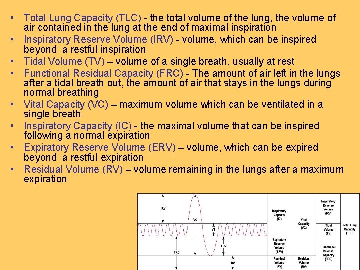 • Total Lung Capacity (TLC) - the total volume of the lung, the • Total Lung Capacity (TLC) - the total volume of the lung, the