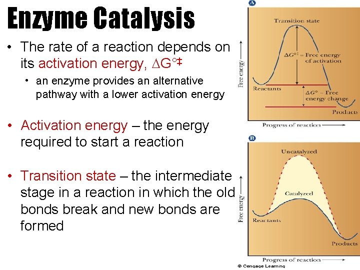 Enzyme Catalysis • The rate of a reaction depends on its activation energy, DG°‡