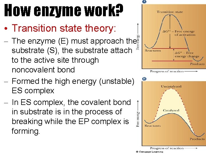 How enzyme work? • Transition state theory: – The enzyme (E) must approach the