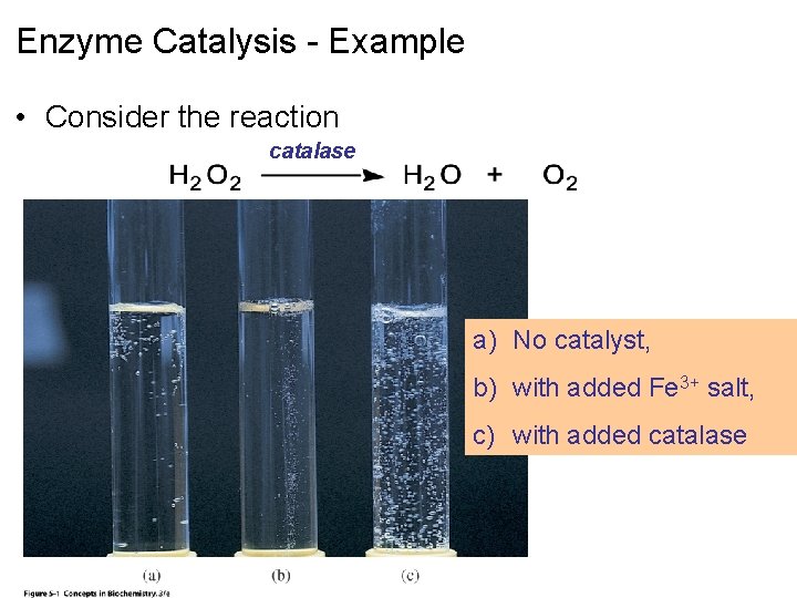 Enzyme Catalysis - Example • Consider the reaction catalase a) No catalyst, b) with