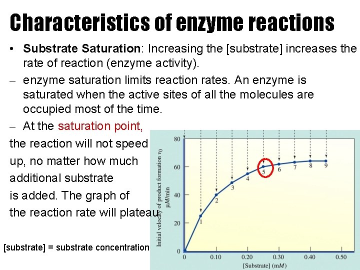 Characteristics of enzyme reactions • Substrate Saturation: Increasing the [substrate] increases the rate of
