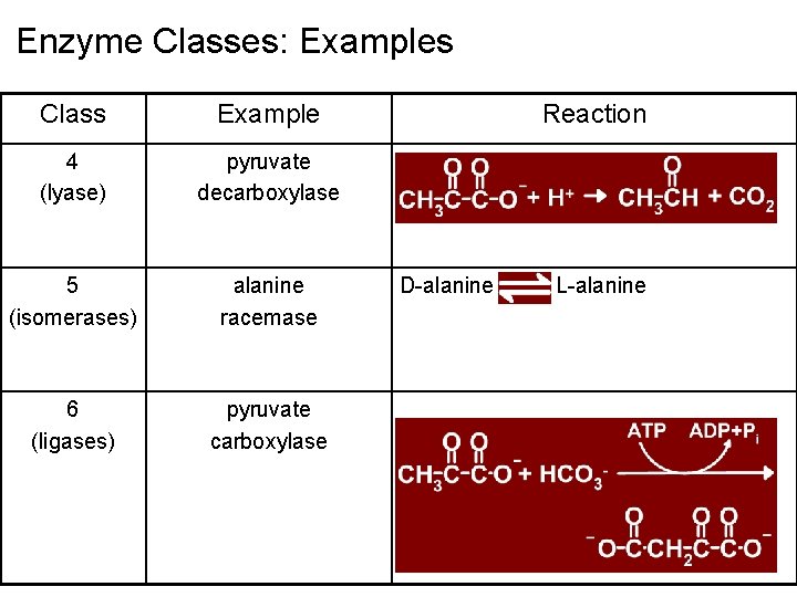 Enzyme Classes: Examples Class Example 4 (lyase) pyruvate decarboxylase 5 (isomerases) alanine racemase 6