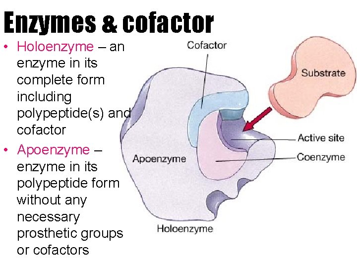 Enzymes & cofactor • Holoenzyme – an enzyme in its complete form including polypeptide(s)