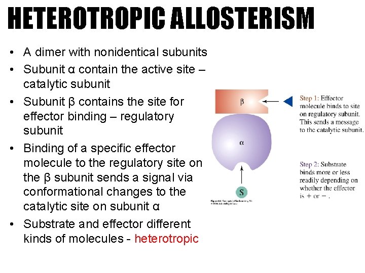 HETEROTROPIC ALLOSTERISM • A dimer with nonidentical subunits • Subunit α contain the active