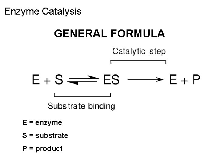 Enzyme Catalysis GENERAL FORMULA E = enzyme S = substrate P = product 