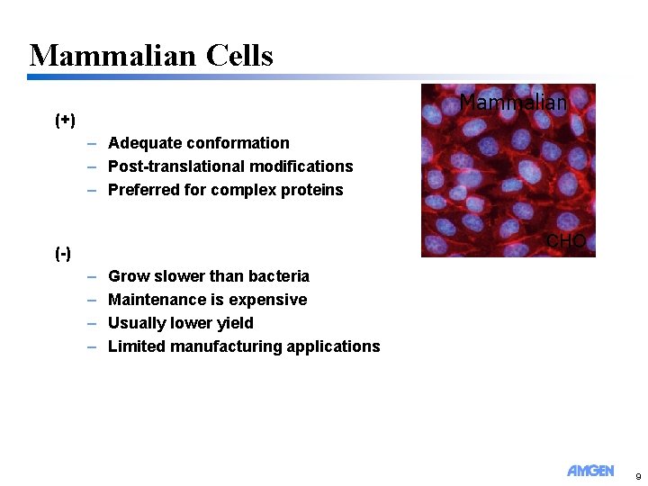 Mammalian Cells Mammalian (+) – Adequate conformation – Post-translational modifications – Preferred for complex