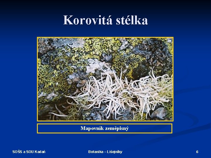 Korovitá stélka Mapovník zeměpisný SOŠS a SOU Kadaň Botanika – Lišejníky 6 