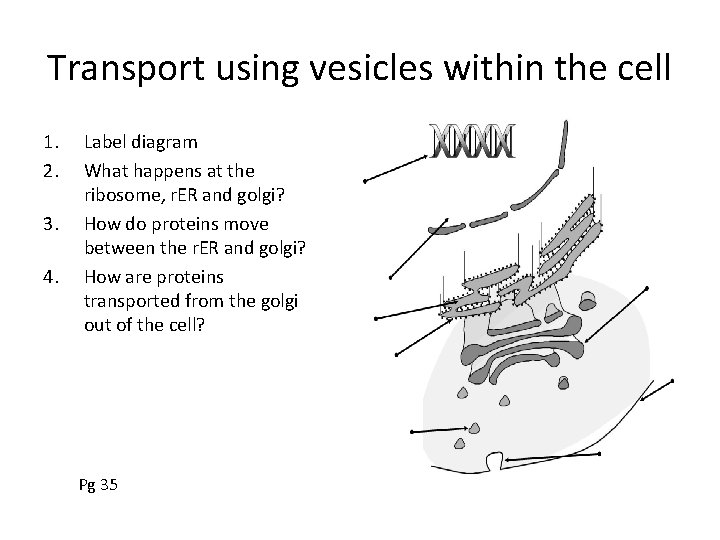 Transport using vesicles within the cell 1. 2. 3. 4. Label diagram What happens