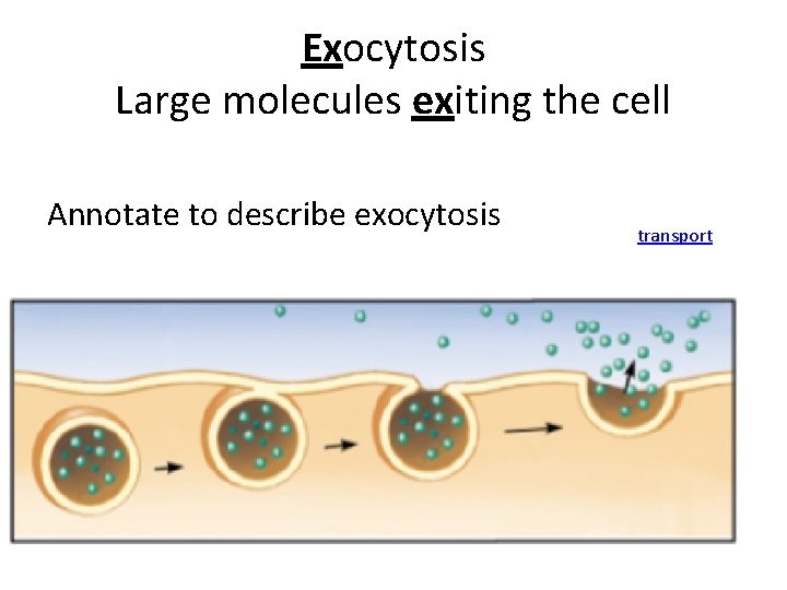Exocytosis Large molecules exiting the cell Annotate to describe exocytosis transport 