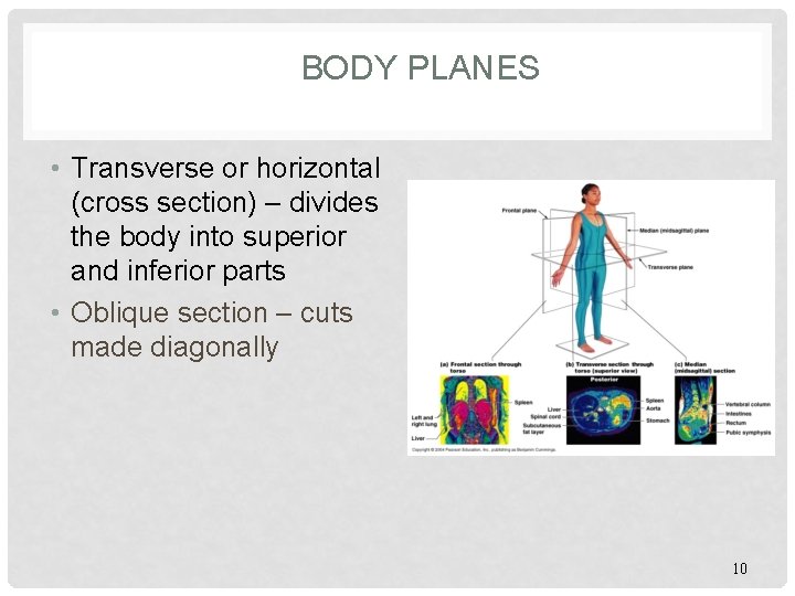 BODY PLANES • Transverse or horizontal (cross section) – divides the body into superior