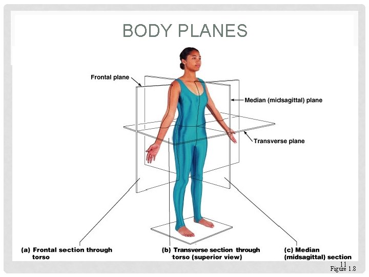 BODY PLANES 11 Figure 1. 8 