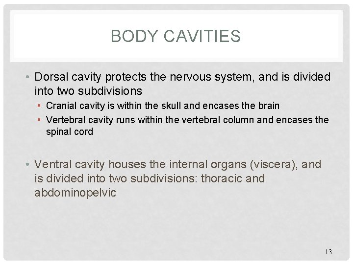 BODY CAVITIES • Dorsal cavity protects the nervous system, and is divided into two
