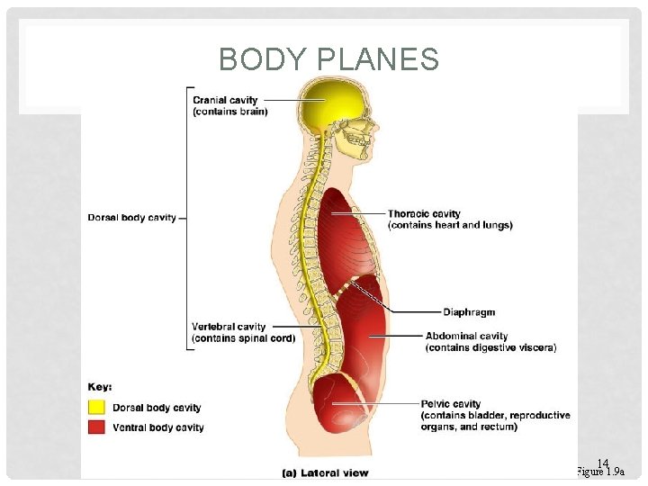 BODY PLANES 14 Figure 1. 9 a 
