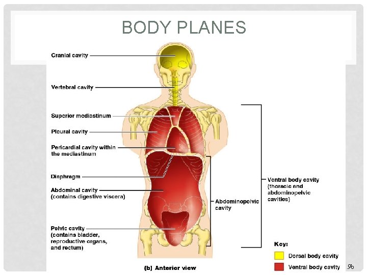 BODY PLANES 15 Figure 1. 9 b 