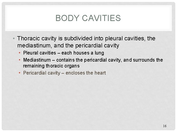 BODY CAVITIES • Thoracic cavity is subdivided into pleural cavities, the mediastinum, and the