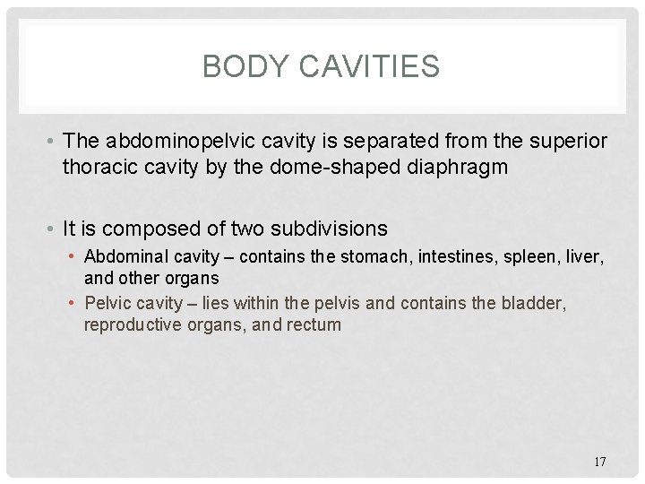 BODY CAVITIES • The abdominopelvic cavity is separated from the superior thoracic cavity by