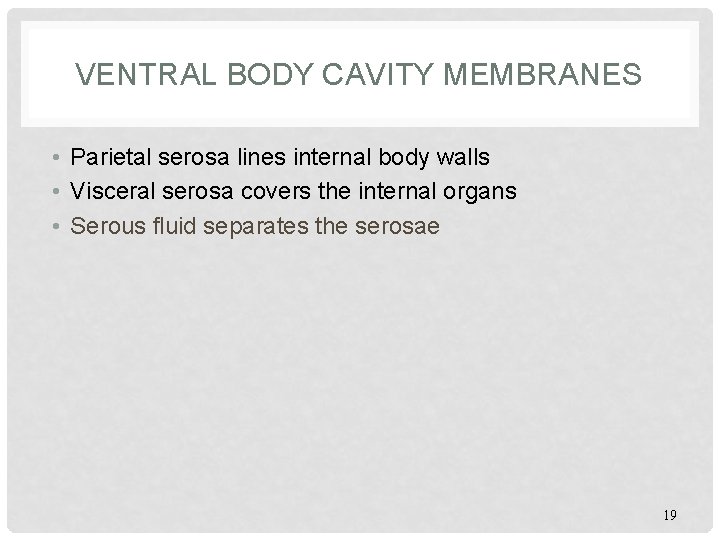 VENTRAL BODY CAVITY MEMBRANES • Parietal serosa lines internal body walls • Visceral serosa