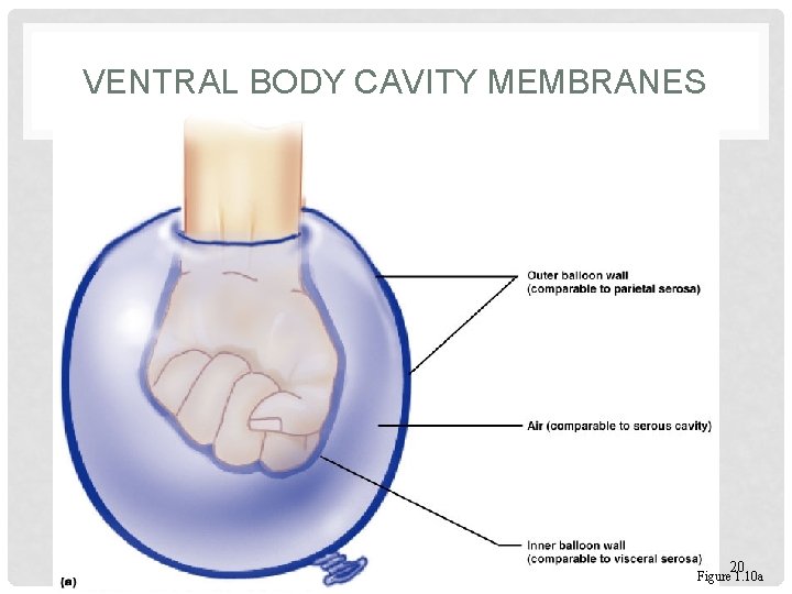 VENTRAL BODY CAVITY MEMBRANES 20 Figure 1. 10 a 
