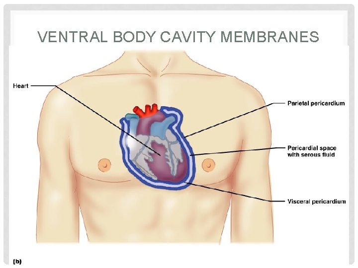 VENTRAL BODY CAVITY MEMBRANES 21 Figure 1. 10 b 