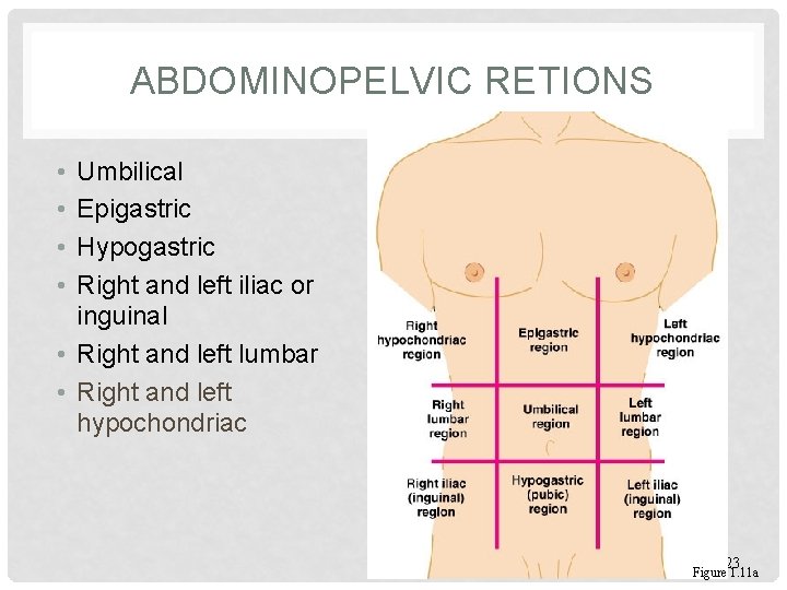 ABDOMINOPELVIC RETIONS • • Umbilical Epigastric Hypogastric Right and left iliac or inguinal •