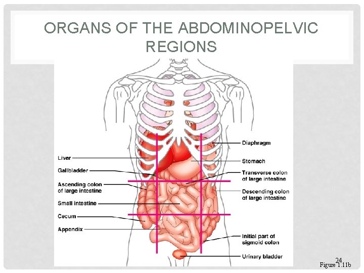 ORGANS OF THE ABDOMINOPELVIC REGIONS 24 Figure 1. 11 b 