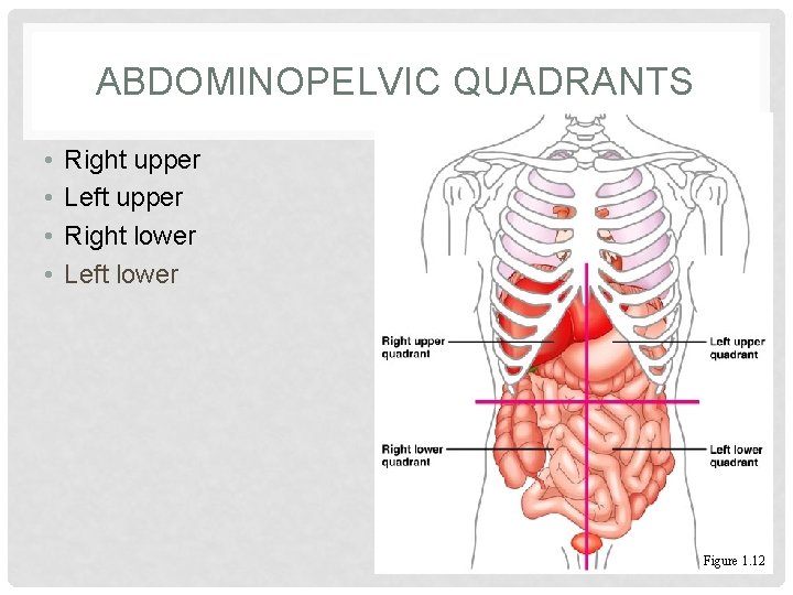 ABDOMINOPELVIC QUADRANTS • • Right upper Left upper Right lower Left lower Figure 1.