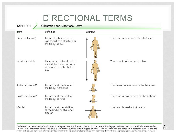 the directional term that means away from the midline of the body is