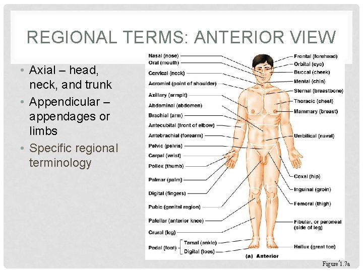 REGIONAL TERMS: ANTERIOR VIEW • Axial – head, neck, and trunk • Appendicular –