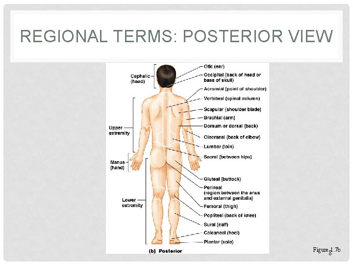 REGIONAL TERMS: POSTERIOR VIEW Figure 1. 7 b 8 