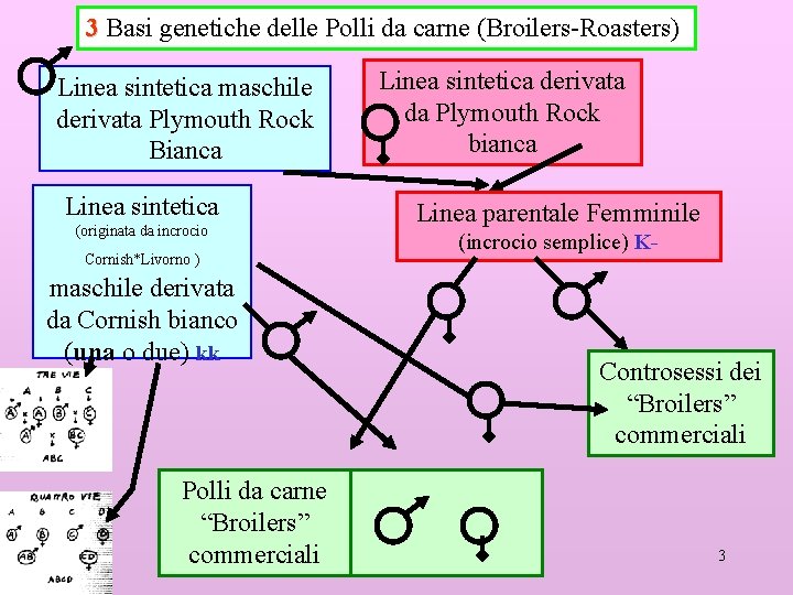 3 Basi genetiche delle Polli da carne (Broilers-Roasters) Linea sintetica maschile derivata Plymouth Rock