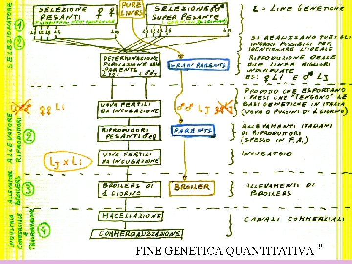 FINE GENETICA QUANTITATIVA 9 