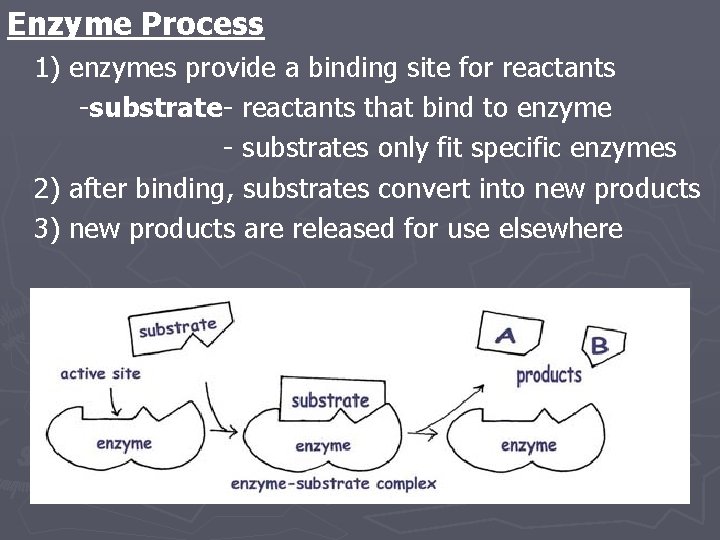 Enzyme Process 1) enzymes provide a binding site for reactants -substrate- reactants that bind