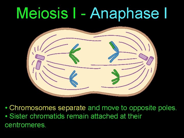 Meiosis I - Anaphase I • Chromosomes separate and move to opposite poles. •