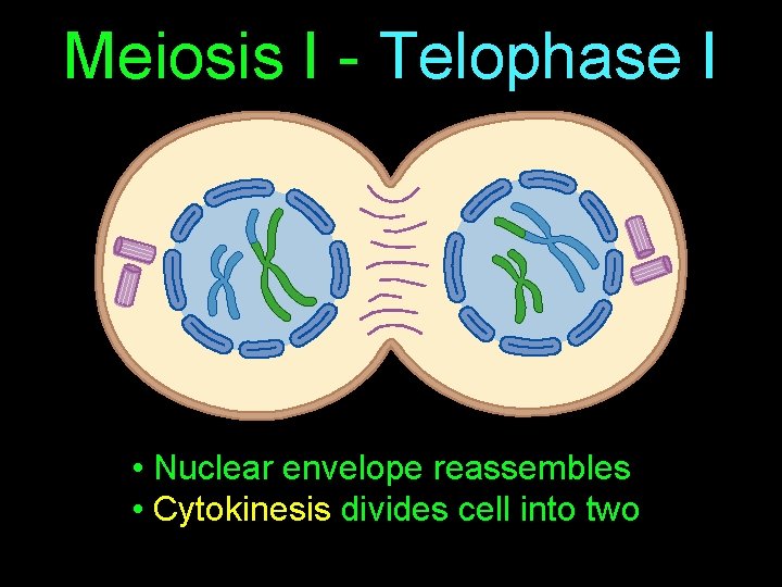 Meiosis I - Telophase I • Nuclear envelope reassembles • Cytokinesis divides cell into