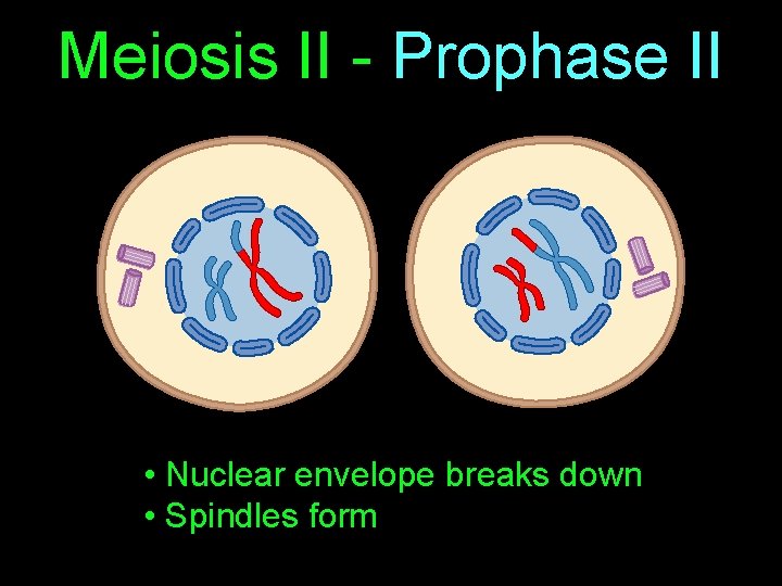 Meiosis II - Prophase II • Nuclear envelope breaks down • Spindles form 