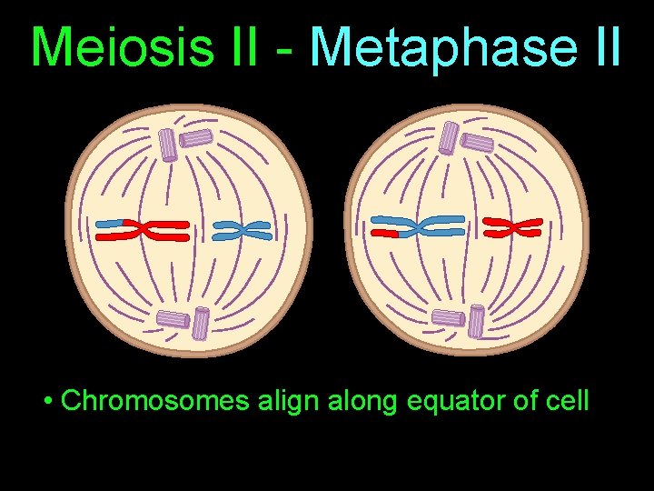 Meiosis II - Metaphase II • Chromosomes align along equator of cell 