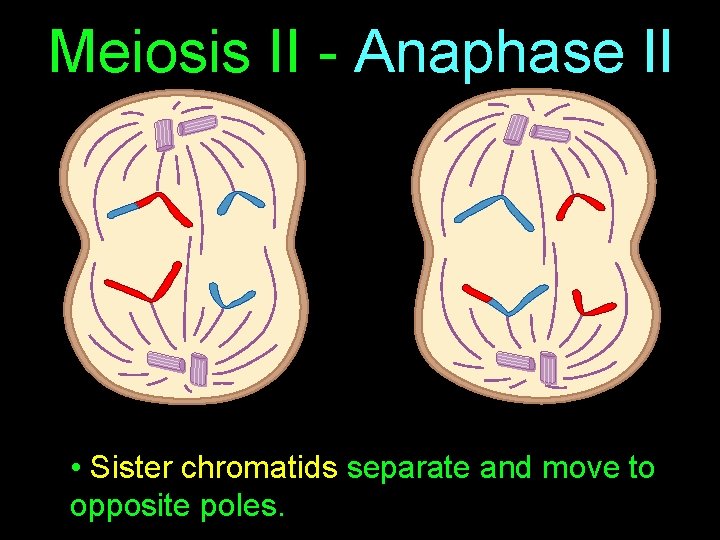 Meiosis II - Anaphase II • Sister chromatids separate and move to opposite poles.