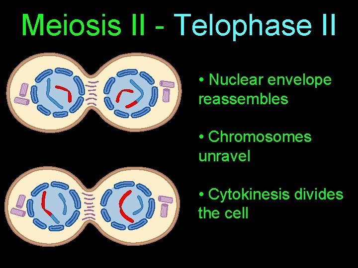Meiosis II - Telophase II • Nuclear envelope reassembles • Chromosomes unravel • Cytokinesis