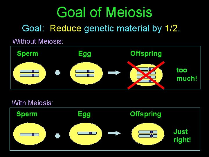 Goal of Meiosis Goal: Reduce genetic material by 1/2. Without Meiosis: Sperm Egg Offspring