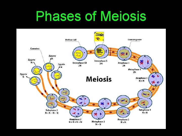 Phases of Meiosis 