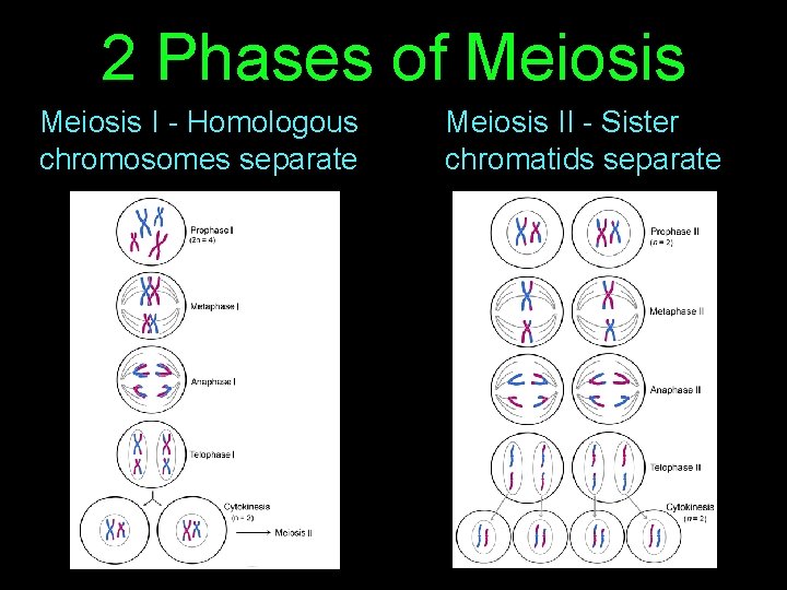 2 Phases of Meiosis I - Homologous chromosomes separate Meiosis II - Sister chromatids