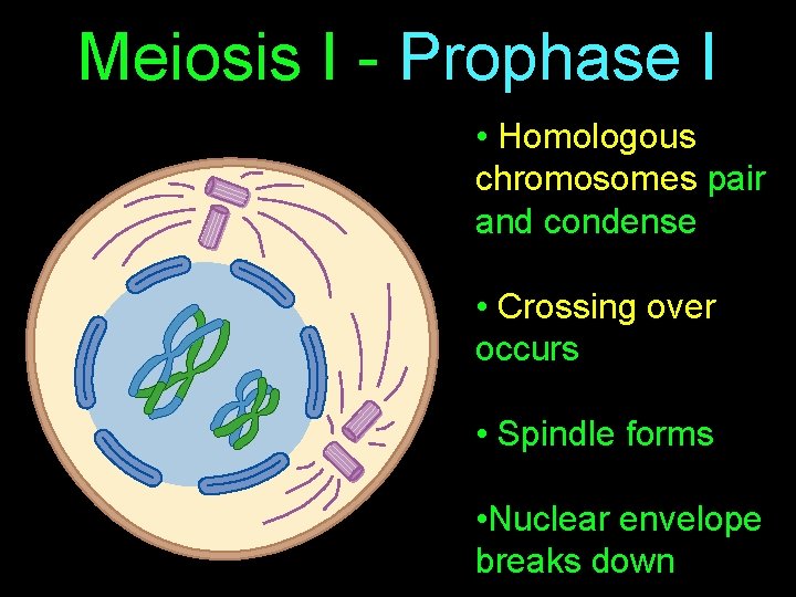 Meiosis I - Prophase I • Homologous chromosomes pair and condense • Crossing over