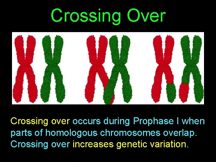 Crossing Over Crossing over occurs during Prophase I when parts of homologous chromosomes overlap.