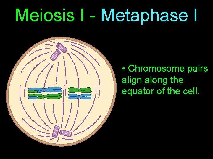Meiosis I - Metaphase I • Chromosome pairs align along the equator of the