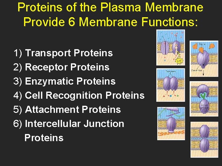Proteins of the Plasma Membrane Provide 6 Membrane Functions: 1) Transport Proteins 2) Receptor