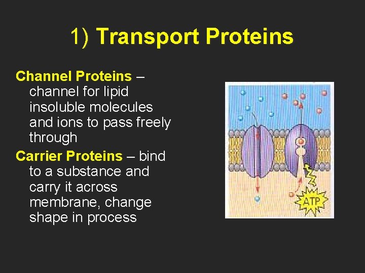 1) Transport Proteins Channel Proteins – channel for lipid insoluble molecules and ions to