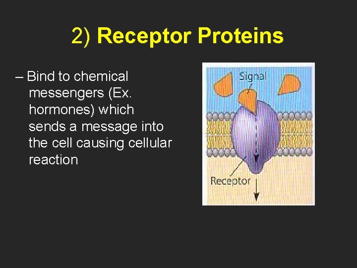 2) Receptor Proteins – Bind to chemical messengers (Ex. hormones) which sends a message