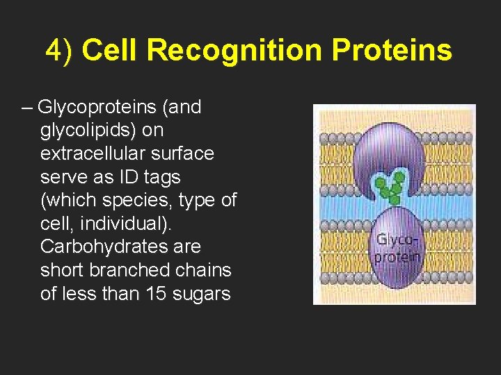 4) Cell Recognition Proteins – Glycoproteins (and glycolipids) on extracellular surface serve as ID
