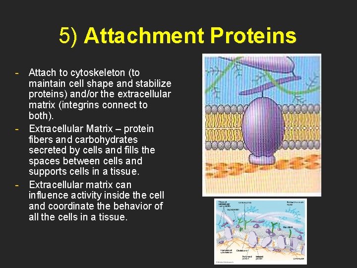 5) Attachment Proteins - Attach to cytoskeleton (to maintain cell shape and stabilize proteins)